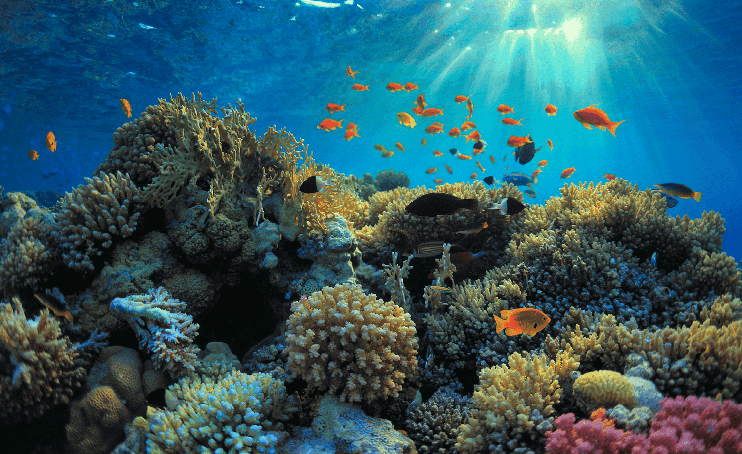 World Ocean Summit